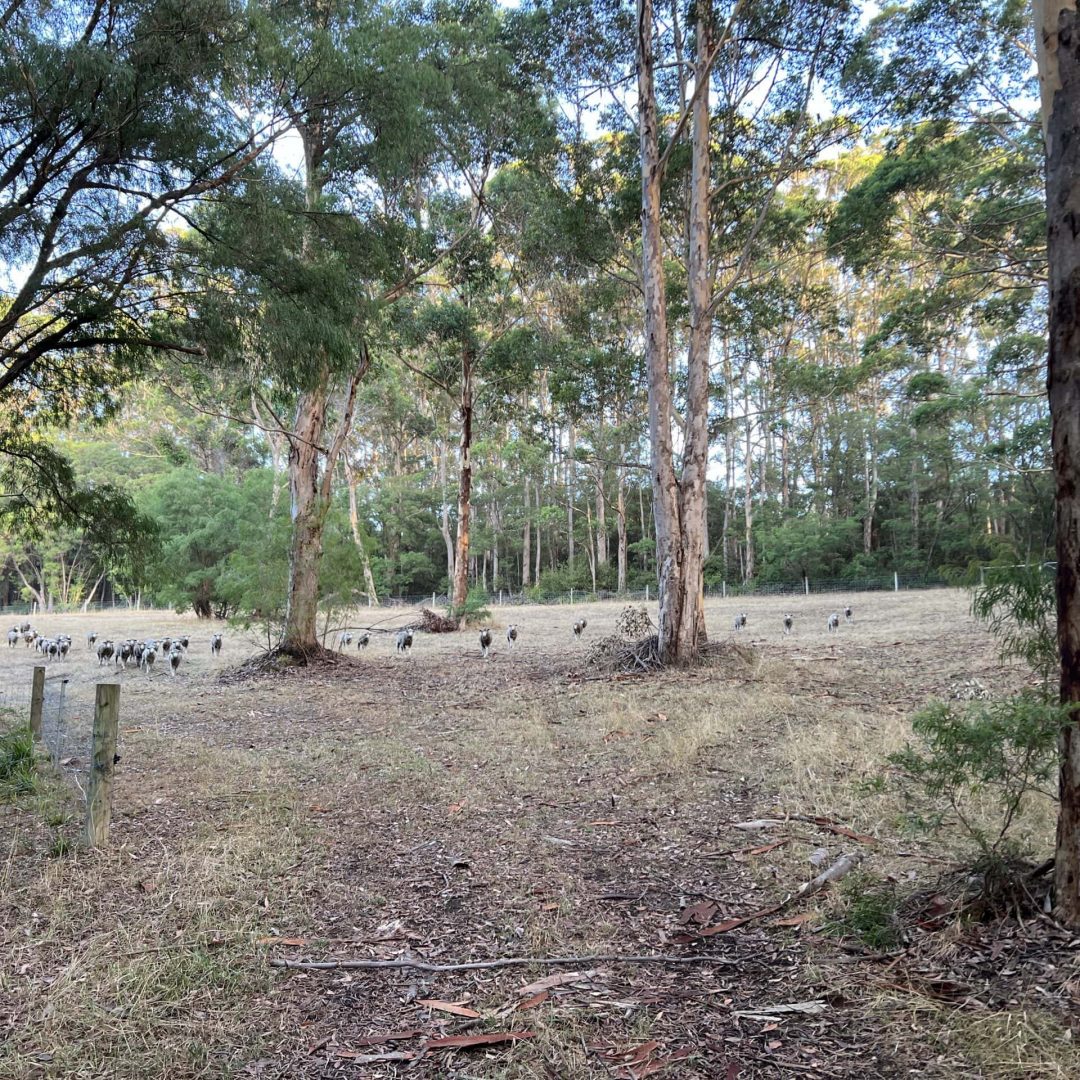 A grassy clearing in a forest with a flock of birds gathered in the distance among tall trees.