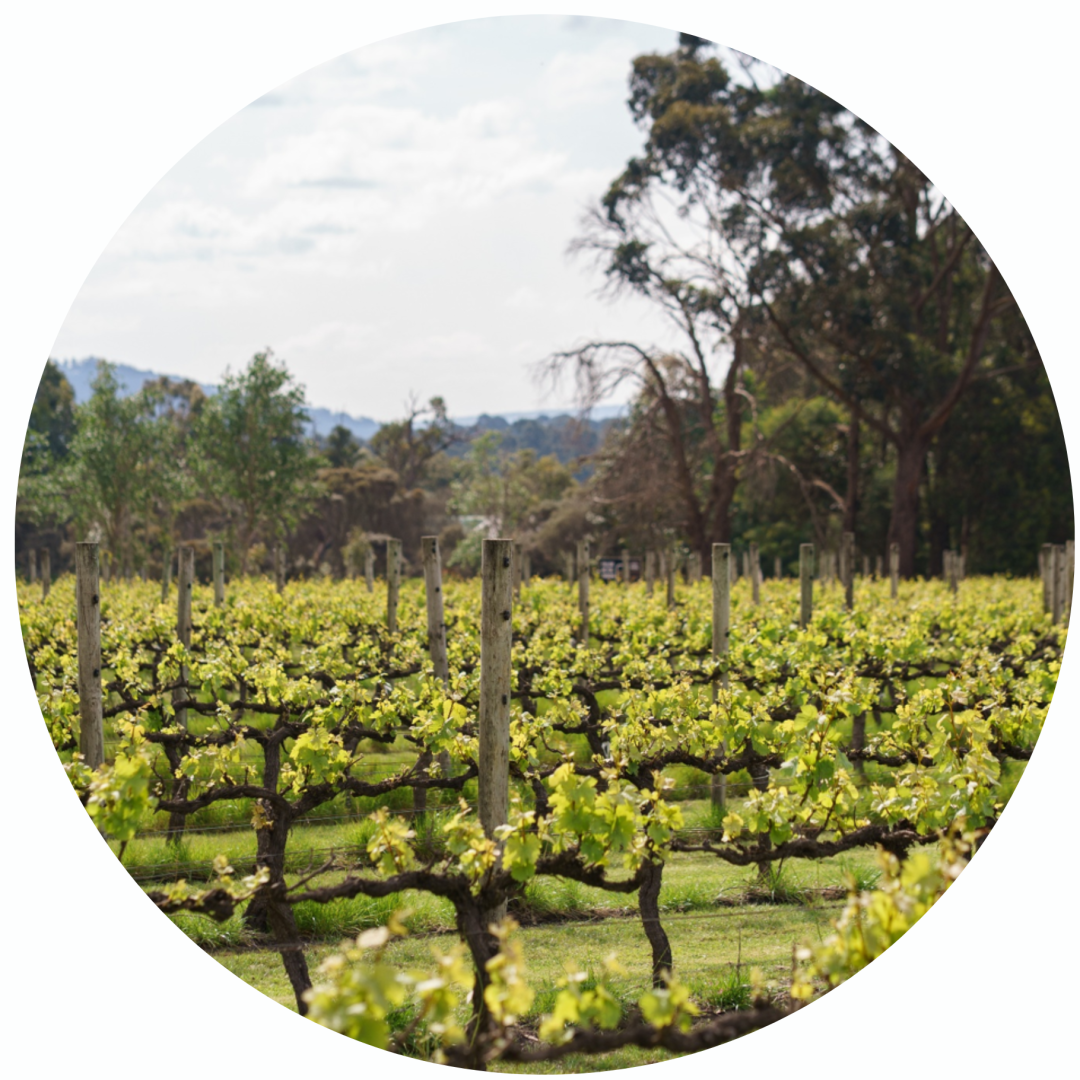 Vineyard with green grapevines, wooden posts, and trees in the background under a partly cloudy sky.