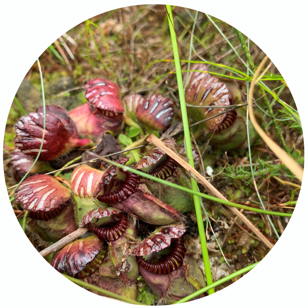 A cluster of red and green Cephalotus pitcher plants growing in grass.
