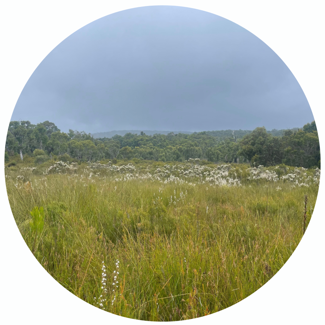 A field of tall grass and white wildflowers leading to a dense forest under a cloudy sky.