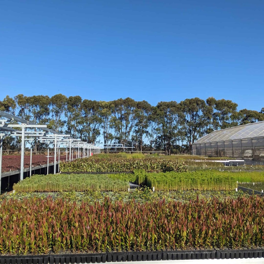Rows of plant seedlings in a nursery with a greenhouse and a line of trees in the background.