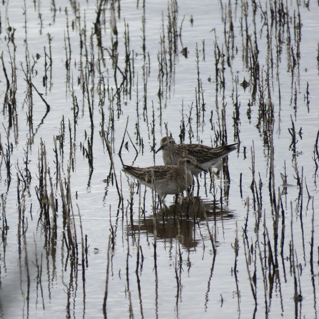 Two small brown shorebirds stand in shallow water among tall, thin reeds.