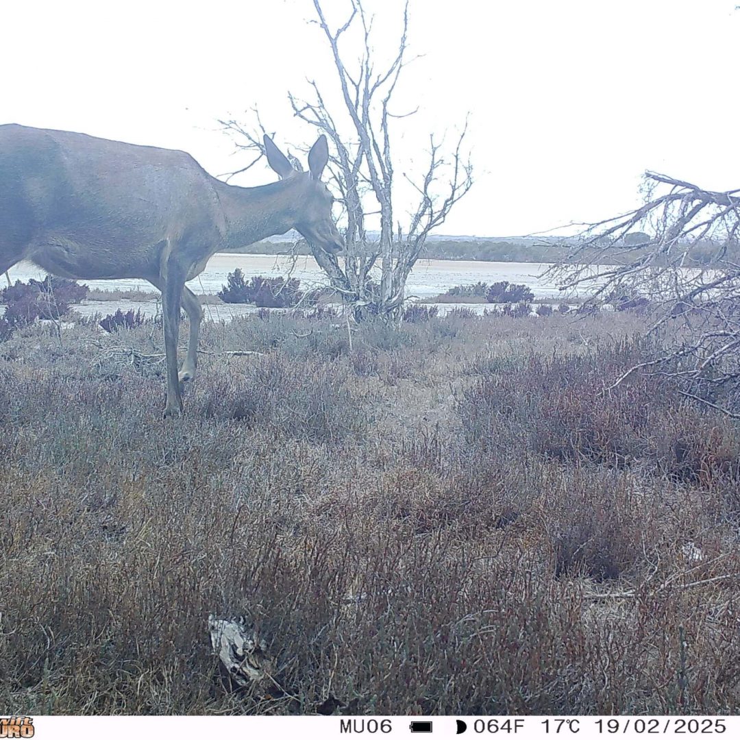 A deer walks across dry grassland near leafless trees and a body of water on a cloudy day.