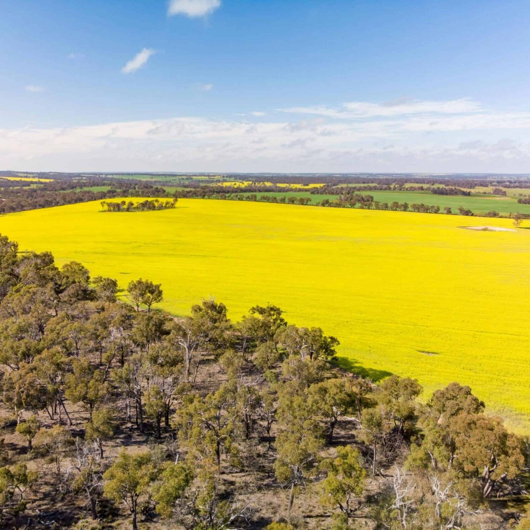 Aerial view of a bright yellow canola field next to a wooded area under a blue sky with scattered clouds.