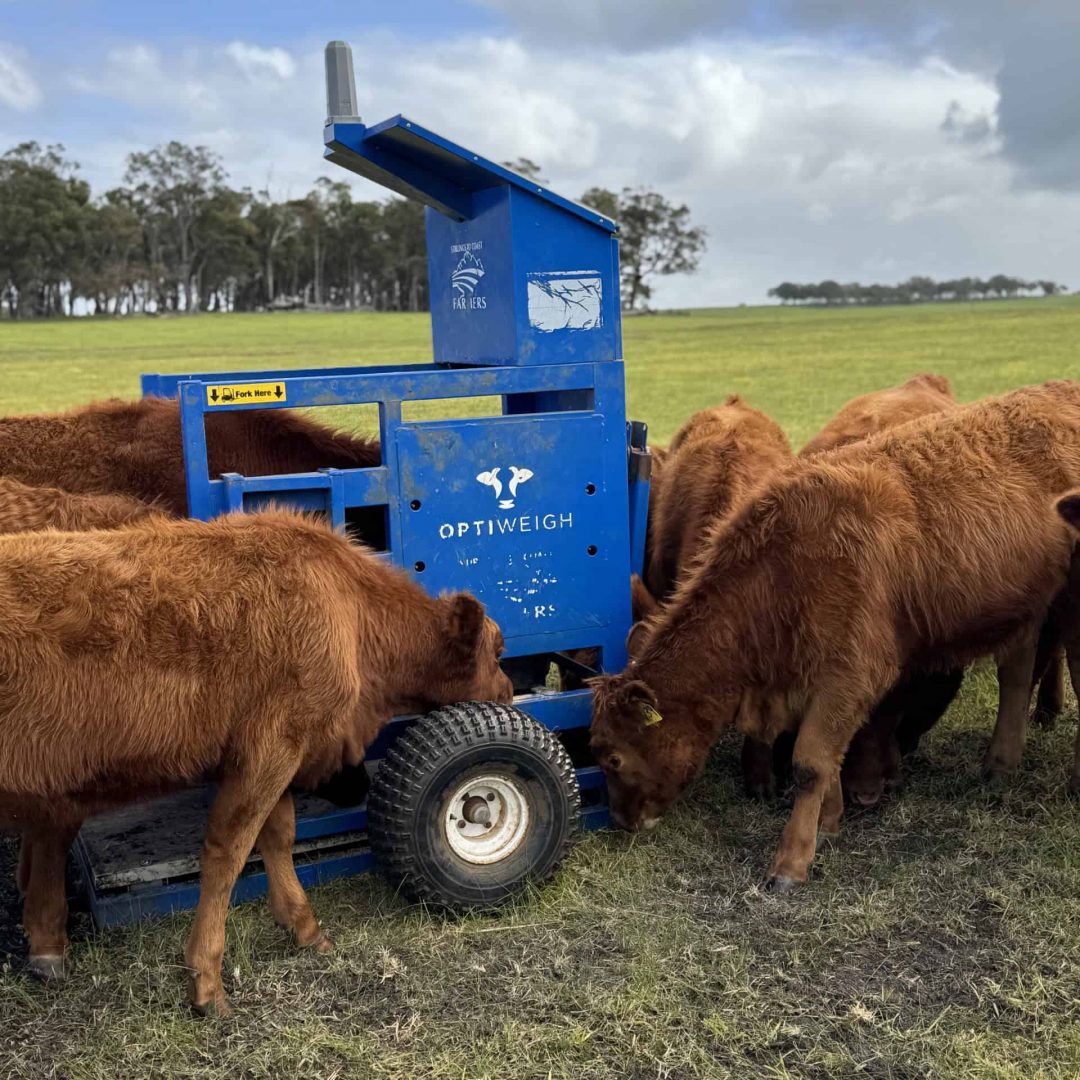 A group of brown cattle gathers around a blue mobile weighing station in a grassy field.